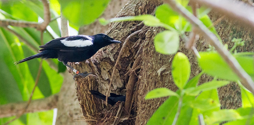 Seychelles magpie robin Photo credit Nature Seychelles Ludivine Ammon