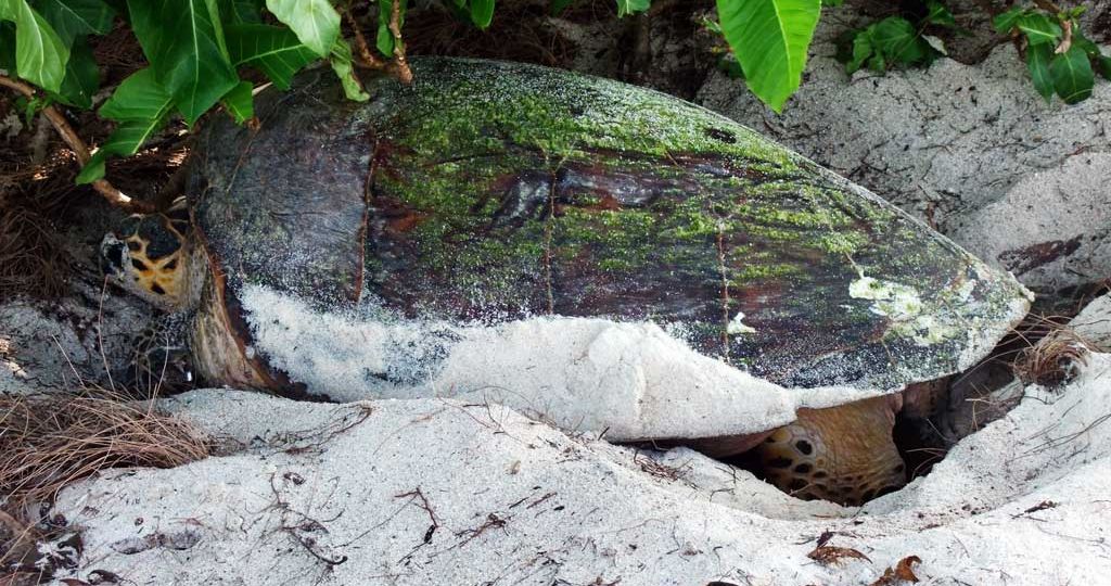 nesting-turtle