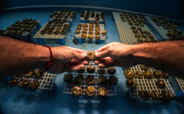 WorldUnseen_wed_coral-aquaculture