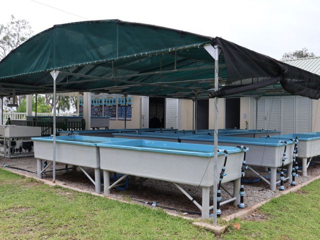 The-Assisted-Recovery-of-Corals-(ARC)-facility-on-Praslin-Island