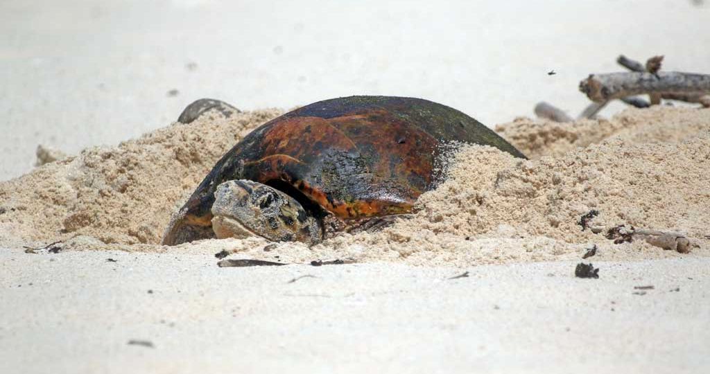 hawksbill-turtle-eight-fold-increase