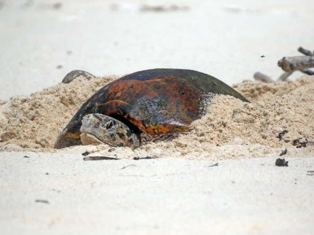 hawksbill-turtle-eight-fold-increase
