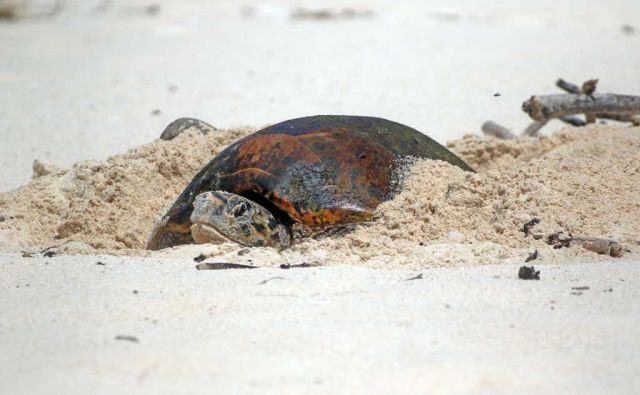 hawksbill-turtle-eight-fold-increase