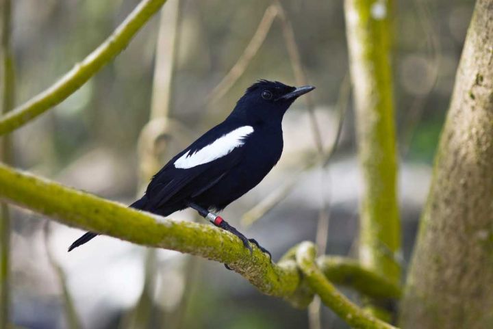 Frégate–Denis–Aride Predator Eradication & Seychelles Magpie-Robin Recovery