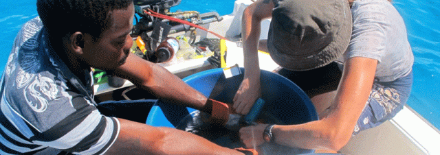 Tove-inserting-a-satellite-tag-on-rabibit-fish