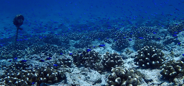 help-banner