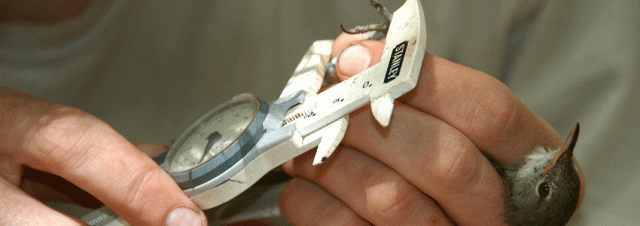 Wprobe1