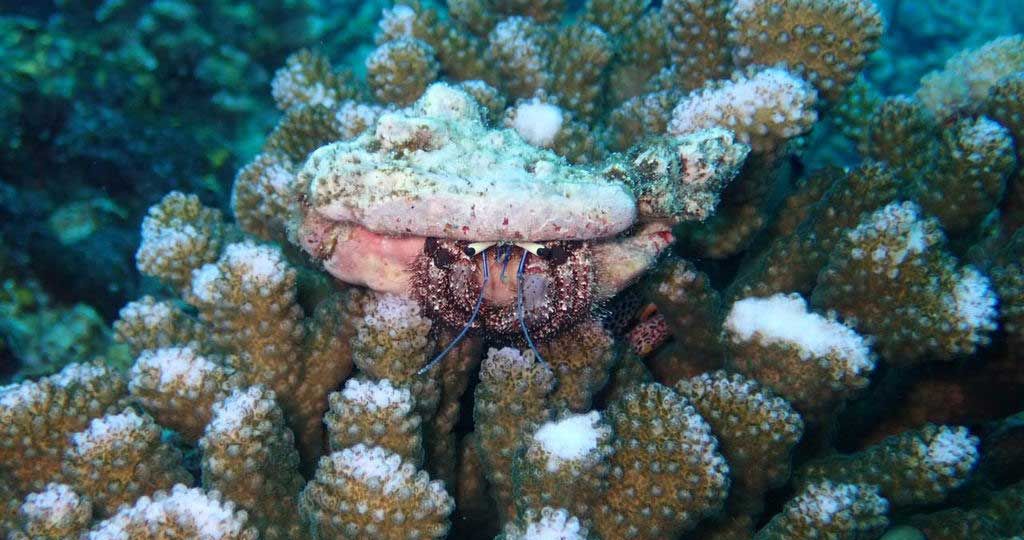 Hermit-Crab-on-trnasplanted-Pocillopora