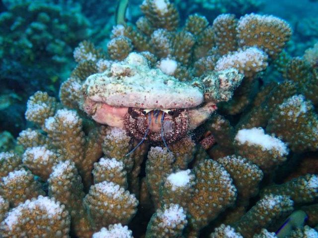 Hermit-Crab-on-trnasplanted-Pocillopora