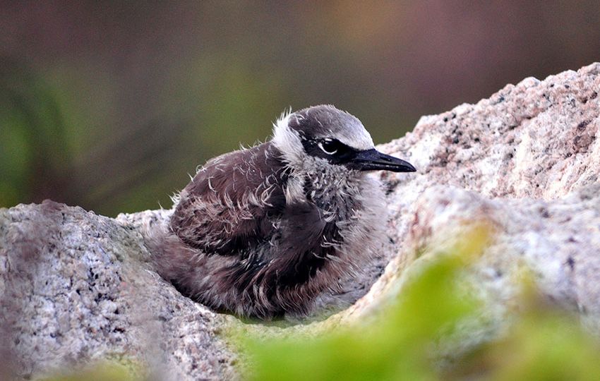 Brown noddy chick