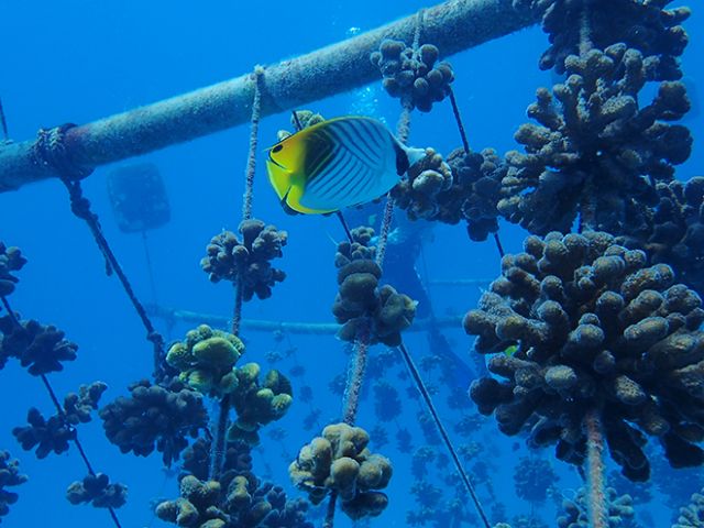 Coral fragments on rope nursery Nature Seychelles Chloe Shute
