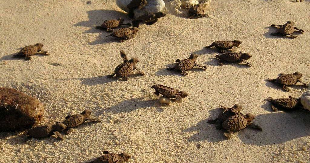 Hawkbill-Turtle-hatchlings