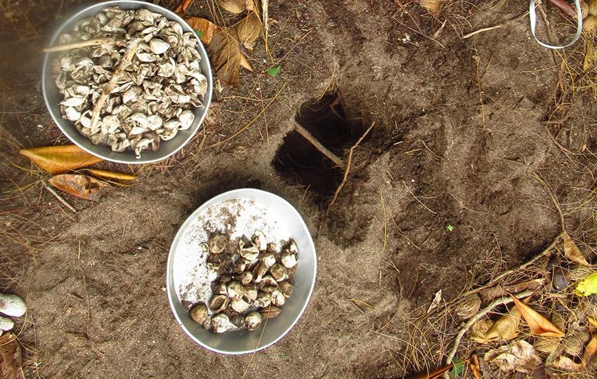 Nest excavations to check on hatching success and to collect data