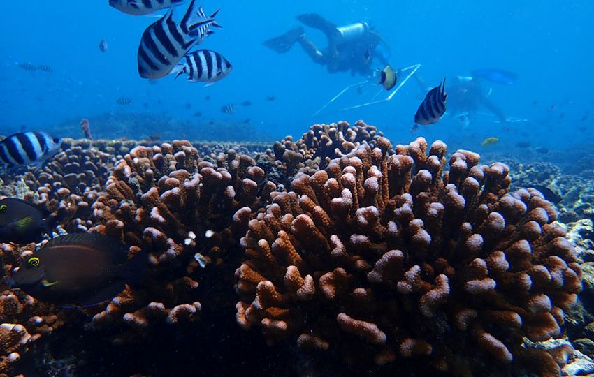 Nature Seychelles Coral Reef Restoration project with Pocillopora coral and fish in the foreground. Cousin Island