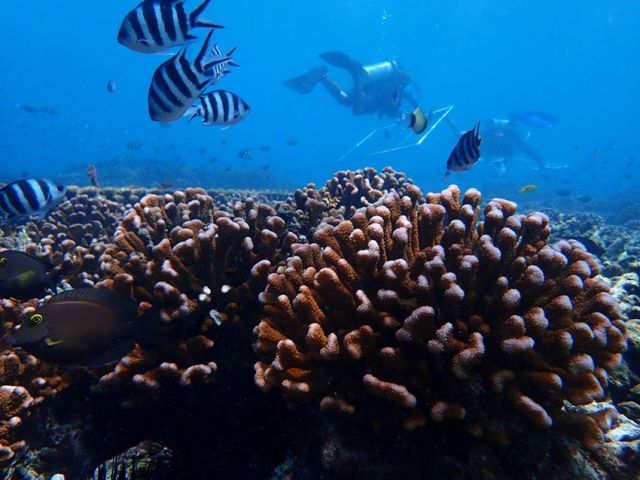 Nature Seychelles Coral Reef Restoration project with Pocillopora coral and fish in the foreground. Cousin Island