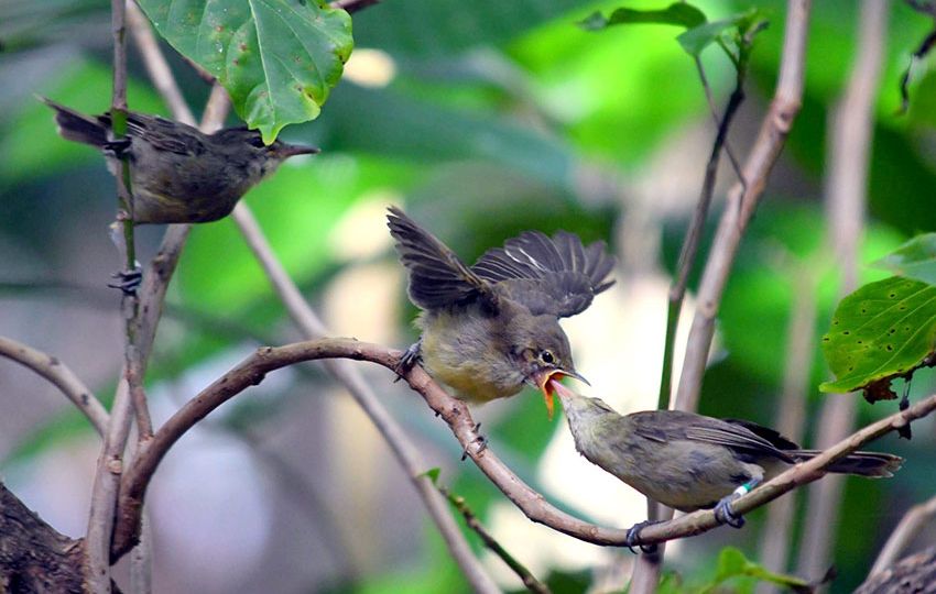 warblers share the care of young between parents and helpers Photo CharlieDavies
