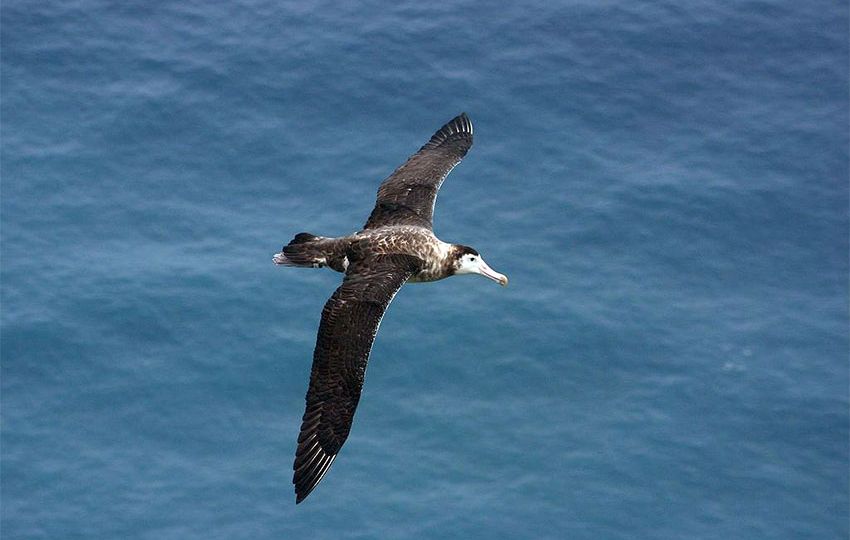 Adult Amsterdam Albatross at sea