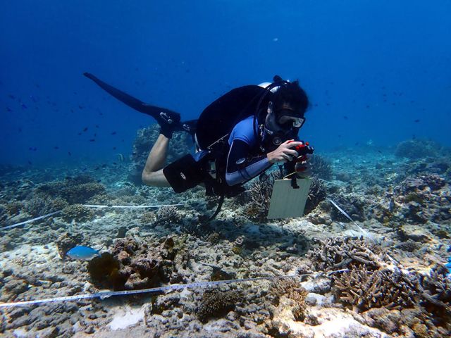 Surveying donor sites for coral collection