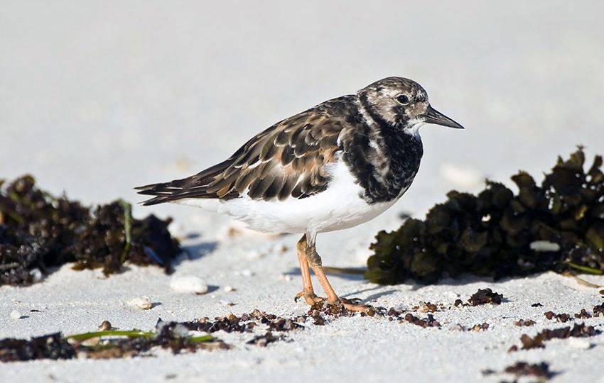 Ruddy Turnstone Bezros breed in the Arctic in winter and migrate in Summer