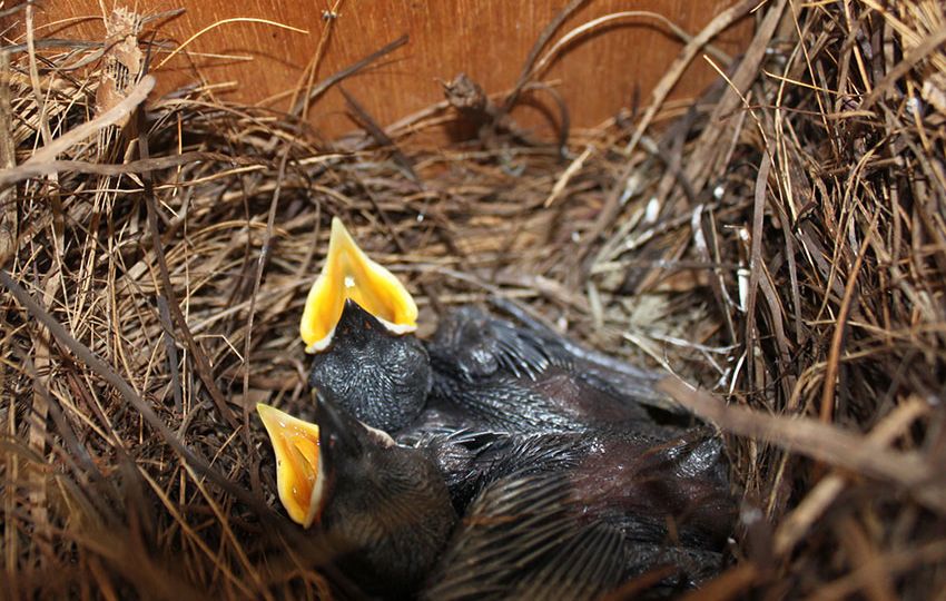 Seychelles magpie robin chicks. The population on Cousin began with 5 birds