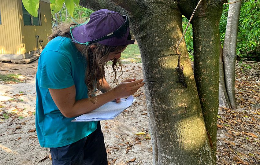 Monitoring provides an accurate picture of the skink and gecko populations on Cousin