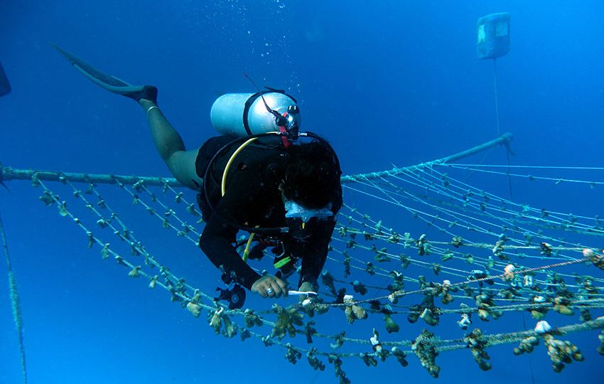 Ocean based nurseries are more labour intensive