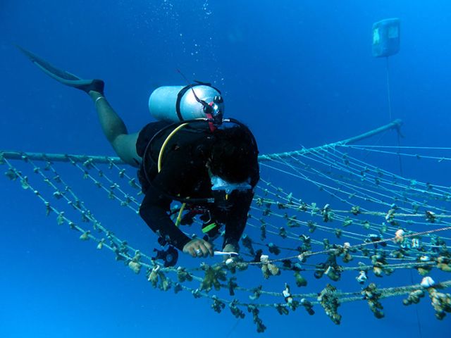 Ocean based nurseries are more labour intensive