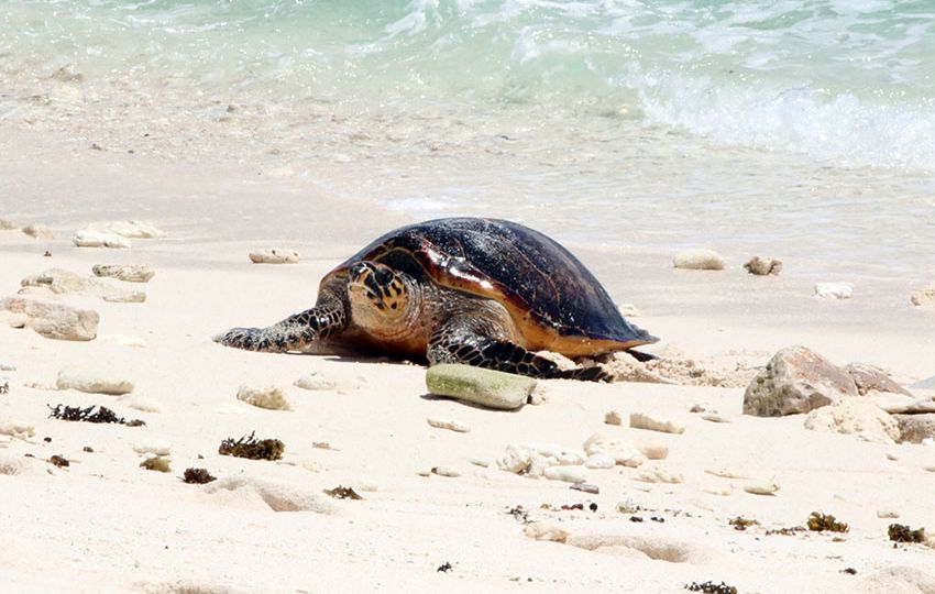 A turtle emerging from the water to nest on Cousin Island 2