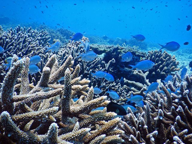 Coral reefs are bustling underwater cities