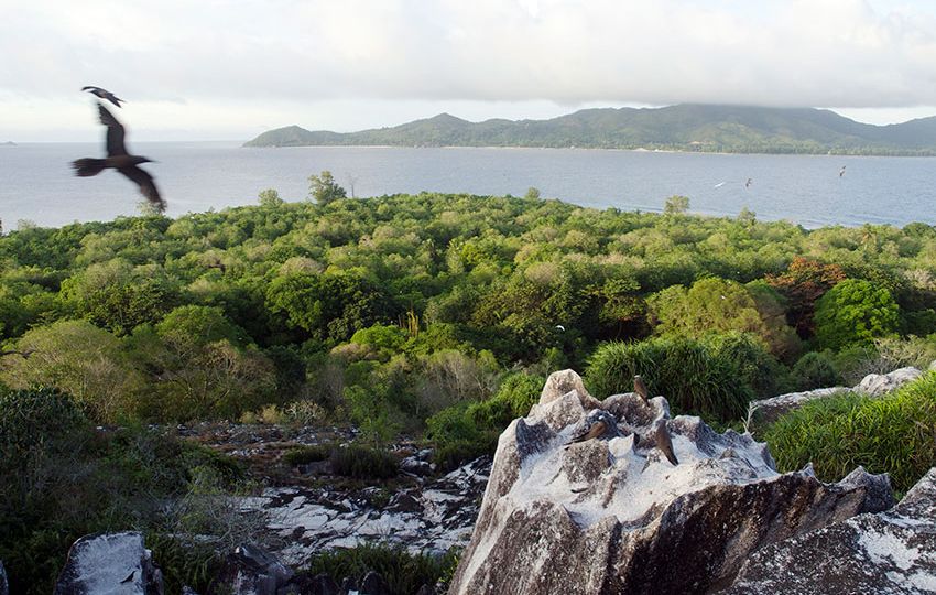Cousin Island Special Reserve has one of the best restored forests