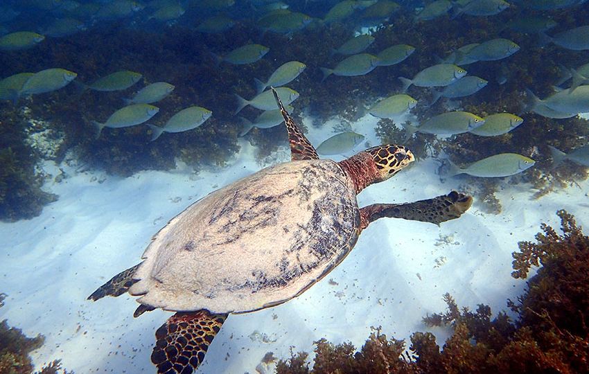 We protect and research the marine communities of the Cousin MPA