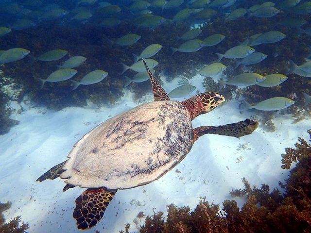 We protect and research the marine communities of the Cousin MPA