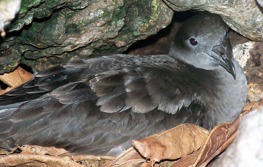 Shearwaters spend their lives at sea only returning to land to breed