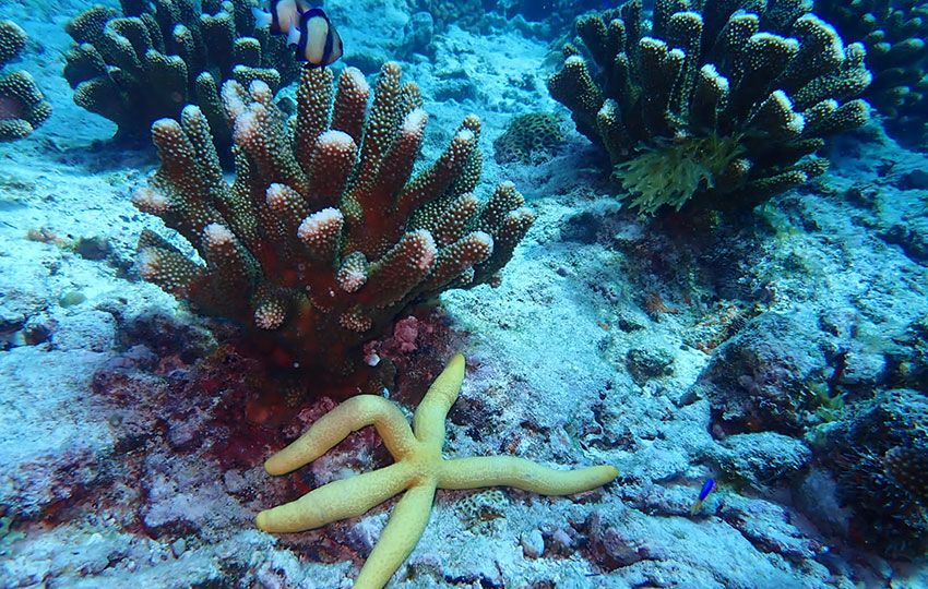 Athina is always happy to see the pocillopora coral looking healthy