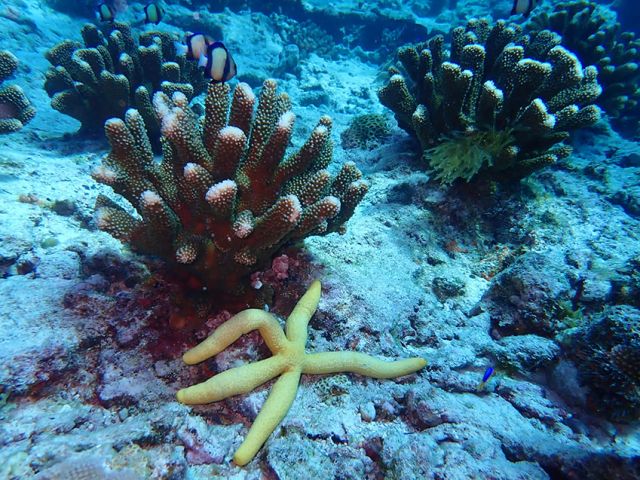 Athina is always happy to see the pocillopora coral looking healthy
