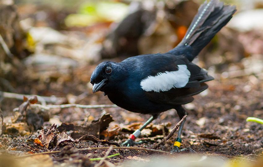 The impact the drought can have on endemic land birds is worrying