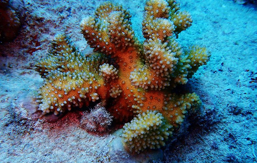 Outplanted coral fragment Photo Nature Seychelles