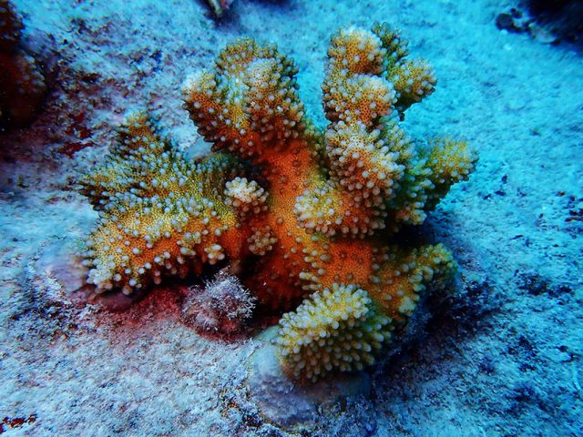 Outplanted coral fragment Photo Nature Seychelles