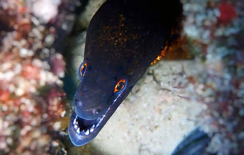 Seeing moray eels is a highlight of any diving trip Photo Roshni Yathiraj