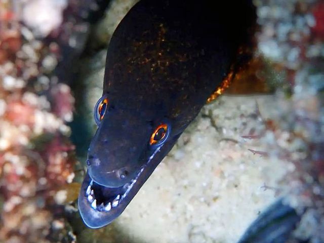 Seeing moray eels is a highlight of any diving trip Photo Roshni Yathiraj