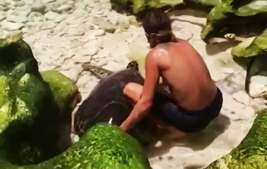 Screenshot of Chris with the turtle he rescued