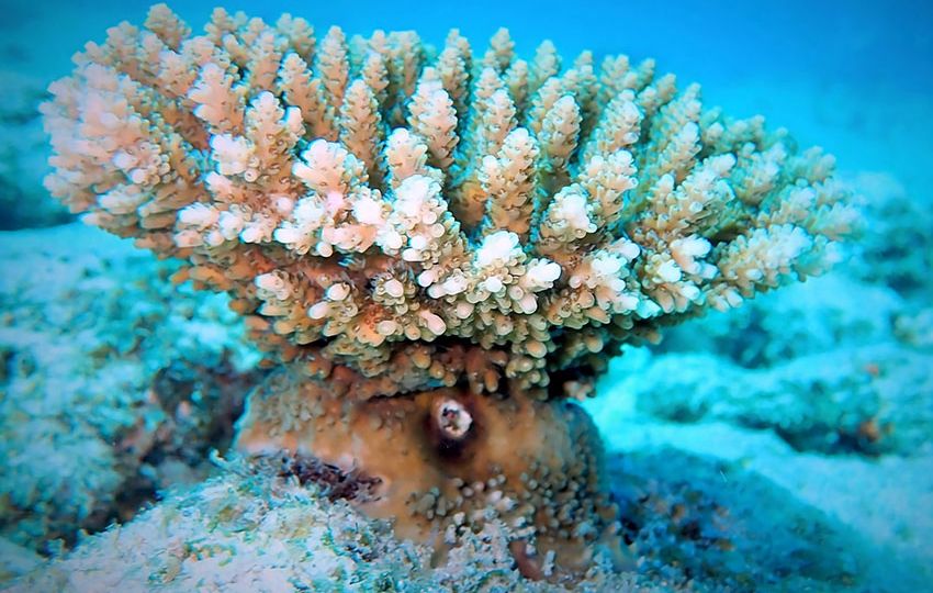 Despite their plant like appearance corals are biologically classified as animals