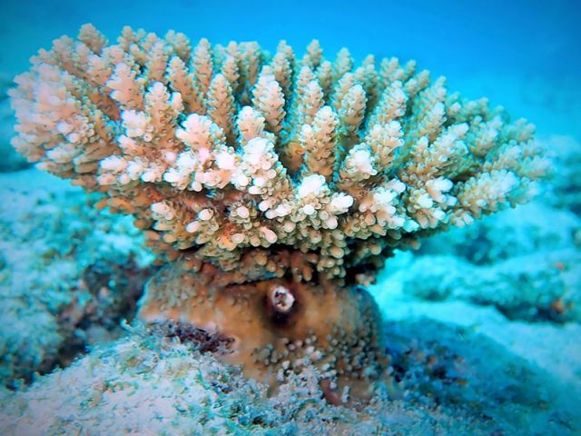Despite their plant like appearance corals are biologically classified as animals