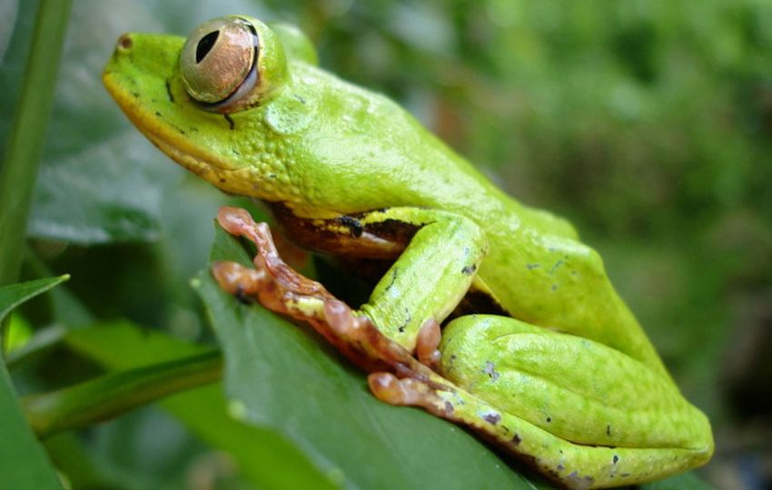 Seychelles tree frogs rest on trees by day