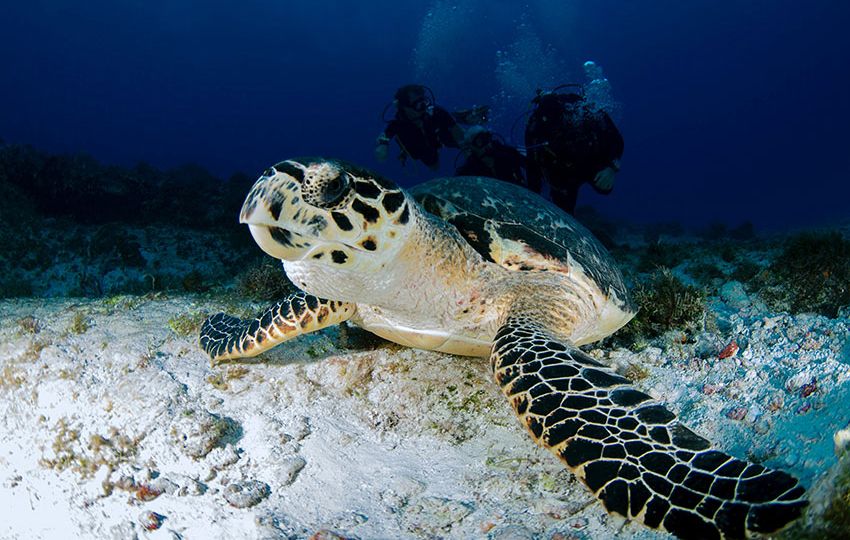 Sea turtles are delightful to see whether on land or at sea Leonardo Lamas pPexels