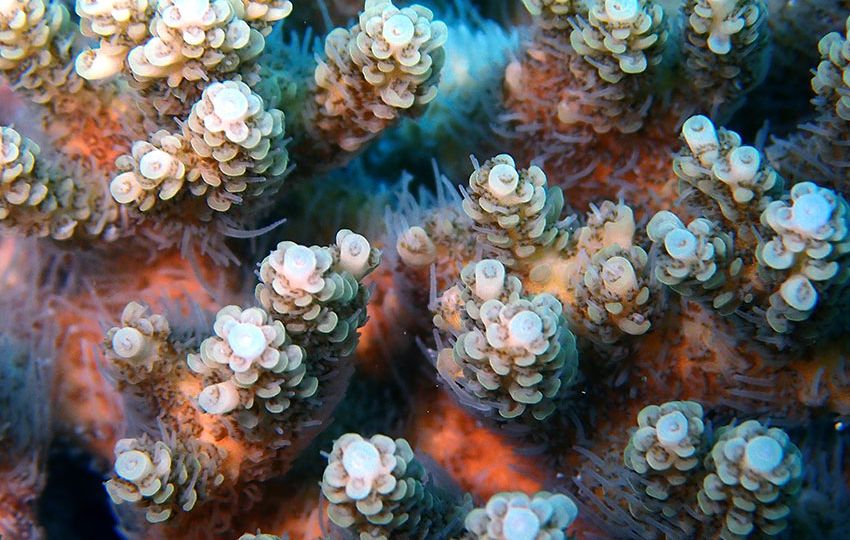 Corals are increasingly threatened
