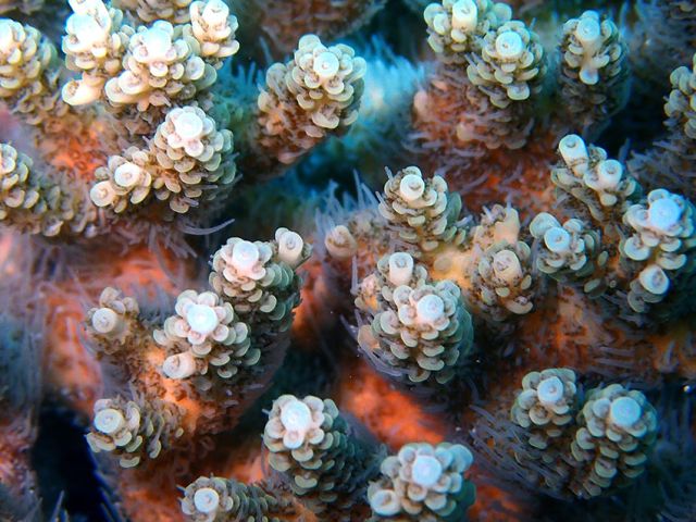 Corals are increasingly threatened