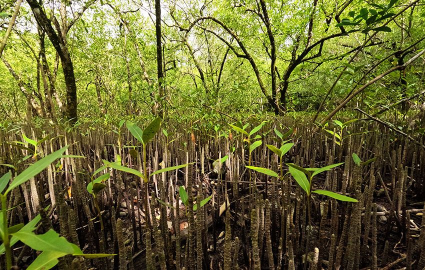 Mangroves are known for their salt tolerant trees and intricate root networks