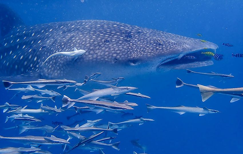 Whale sharks are on many bucket lists