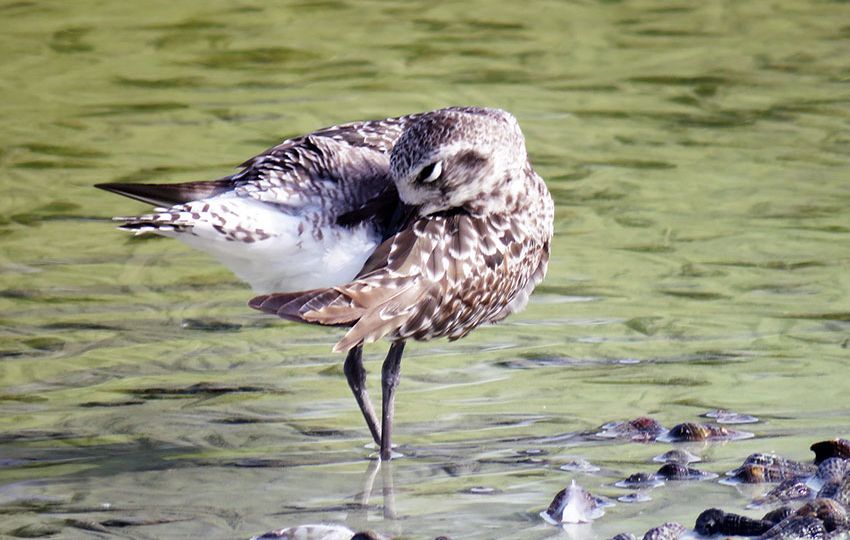 Grey plover preenig at the Sanctuary at Roche Caiman